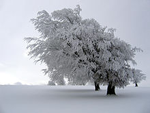hiver