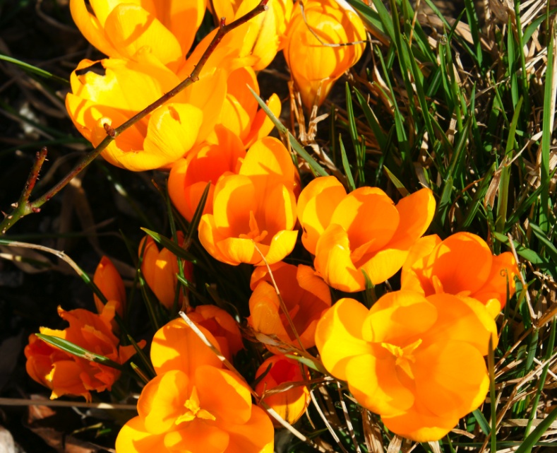 fleures du printemps