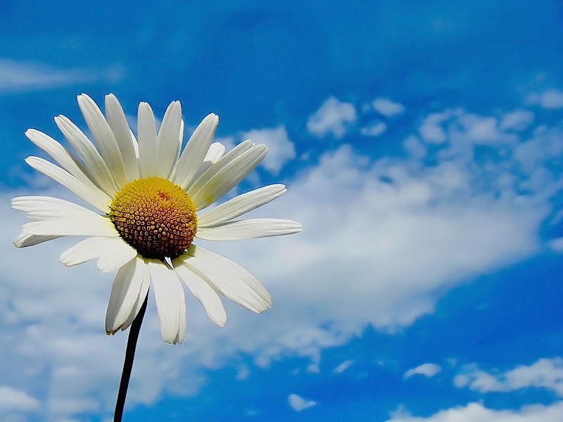 marguerite-ciel