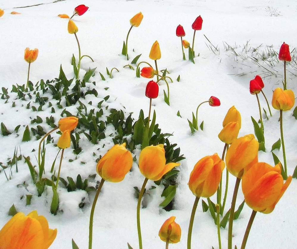 snötulipan